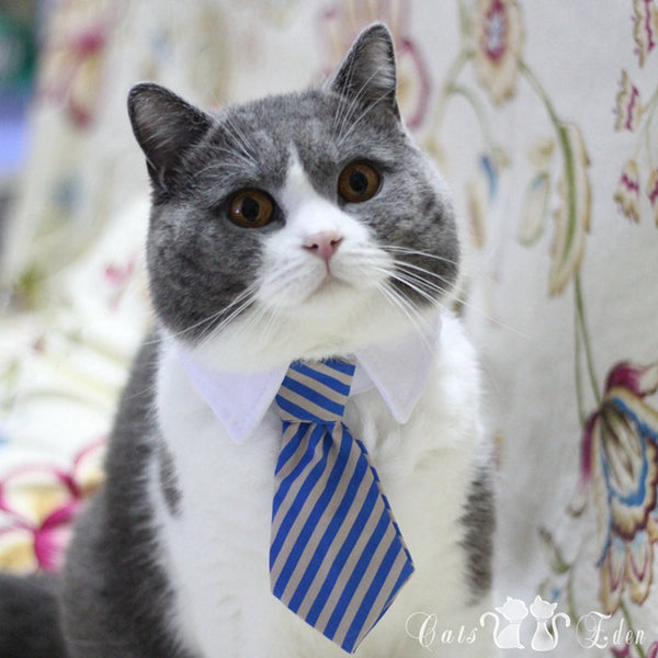 Pet Ties