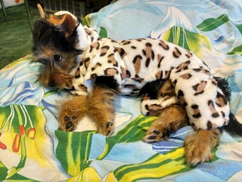 Mejor Pets Fashion soft comfortable Dog clothes costume Yorkshire Chihuahua dog clothing.