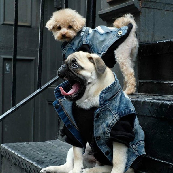 Mejor Pets Pet Cat or Dog Clothes