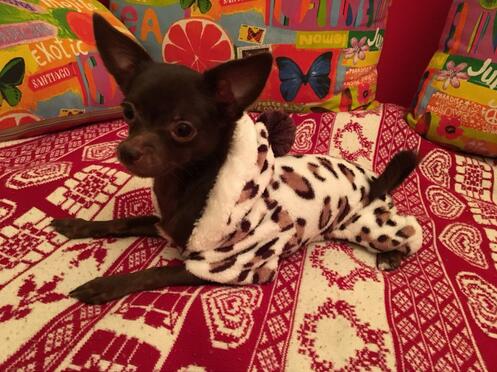 Mejor Pets Fashion soft comfortable Dog clothes costume Yorkshire Chihuahua dog clothing.