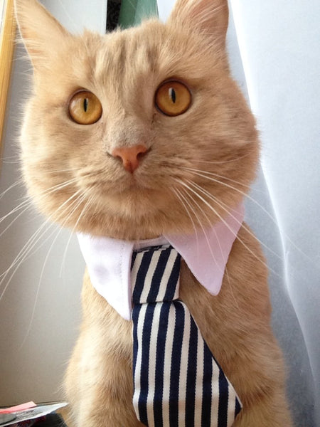 Pet Ties
