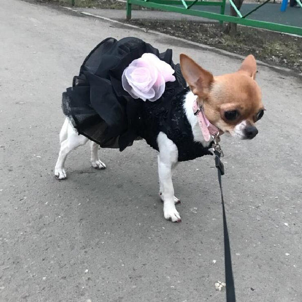 Mejor Pets Dog formal Dress