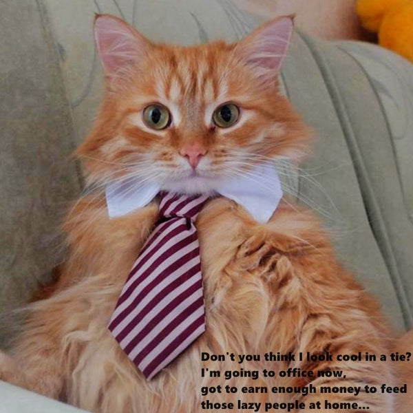 Pet Ties