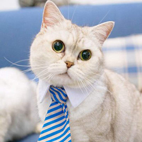 Pet Ties