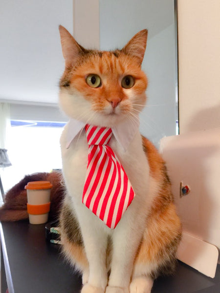 Pet Ties