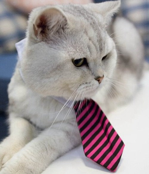 Pet Ties