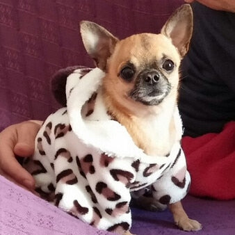 Mejor Pets Fashion soft comfortable Dog clothes costume Yorkshire Chihuahua dog clothing.